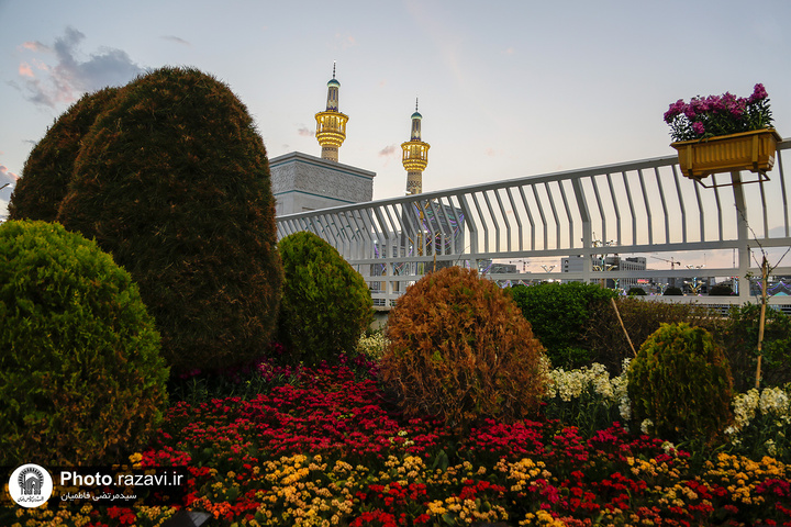 جلوه بهار در حرم امام رضا (ع) با صدها هزار شاخه گل اهدایی نذرکنندگان جلوه بهار در حرم امام رضا (ع) با صدها هزار شاخه گل اهدایی نذرکنندگان