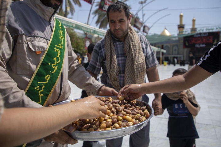 برداشت خرمای بین‌الحرمین و توزیع آن بین زائران