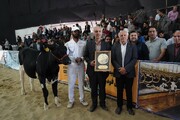 الشركة الرضوية لتربية المواشي و الألبان تحرز المركز الأول في مهرجان أبقار الهولشتاين