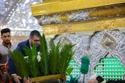 گل آرایی ضریح مطهر حسینی به مناسبت ولادت امام باقر(ع)