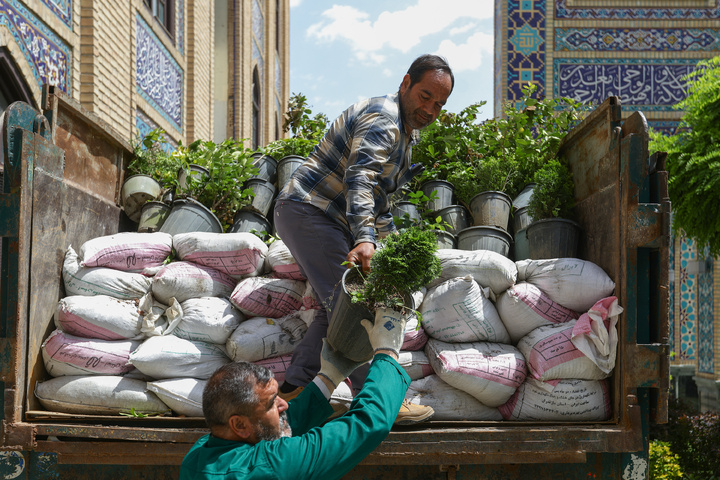 Donated flower caravan arrives at Imam Reza Shrine