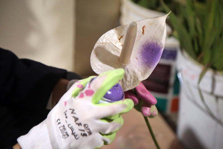 1 گل‌آرایی ضریح مطهر حرم حضرت معصومه (س) در آستانه آغاز دهه کرامت