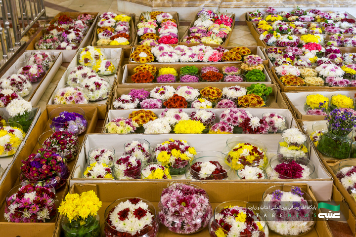 آماده‌سازی گل‌های حرم مطهر رضوی در دهه کرامت