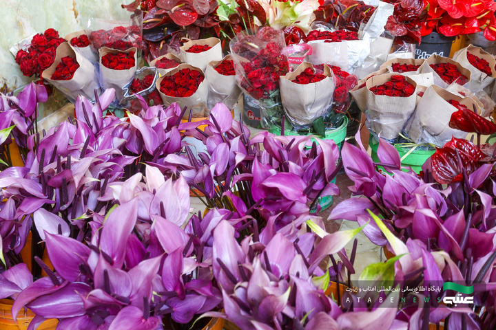 آماده‌سازی گل‌های حرم مطهر رضوی در دهه کرامت