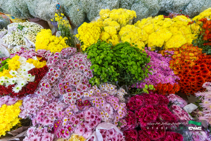 آماده‌سازی گل‌های حرم مطهر رضوی در دهه کرامت